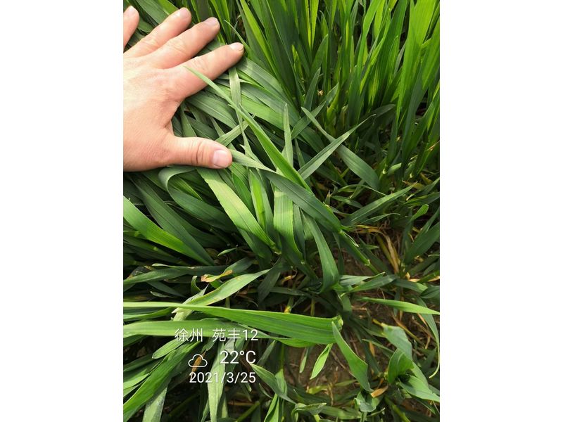 苑豐12，徐州試驗大田