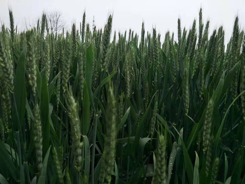 安徽臨泉，苑豐12，大田表現