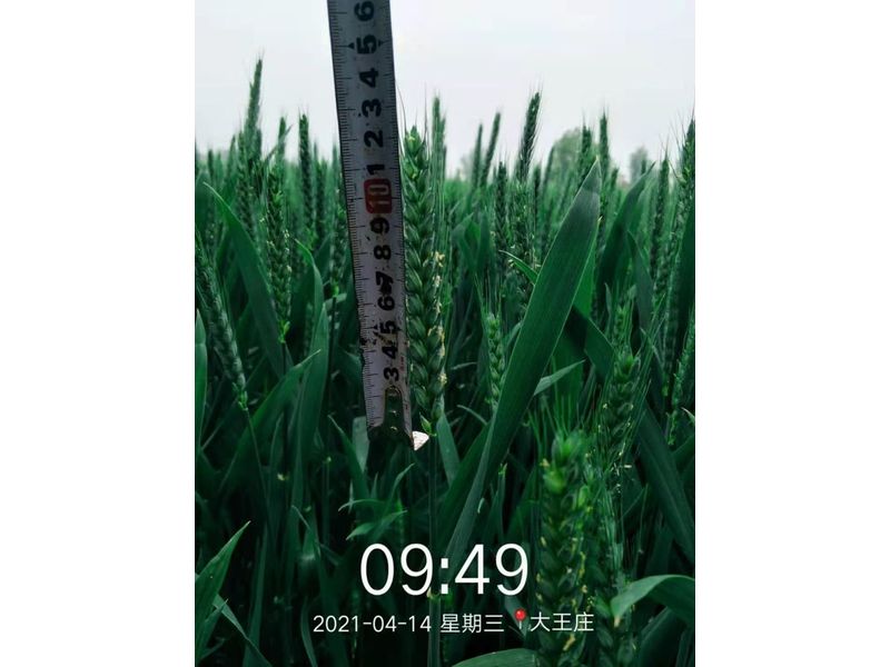 安徽臨泉，苑豐12，大田表現